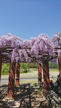 伊知郎枝垂れ桜