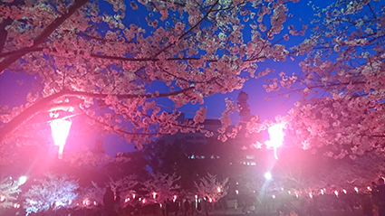 2018玉藻公園桜4