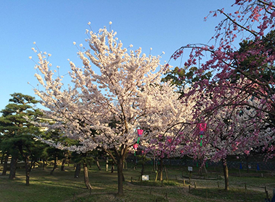 2018sakura