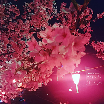 2018玉藻公園桜
