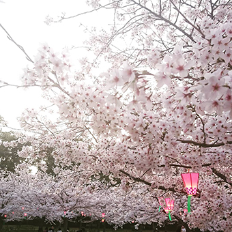 2018玉藻公園桜2